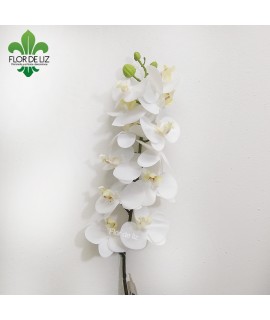 PHALEANOPSIS STEM W